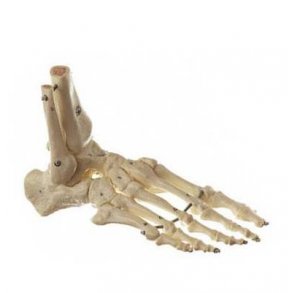 Somso Fodskelet fleksibel