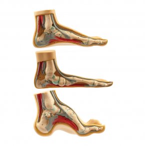 Fdder 3 stk naturlig strrelse.